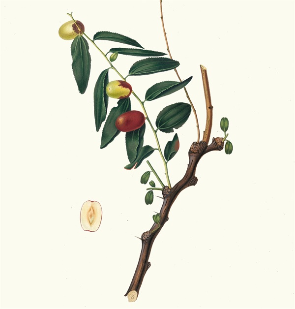 Giuggiola a frutto oblongo. [Ziziphus vulgaris ; Jujube], 조르지오 갈레시오, 1817년~