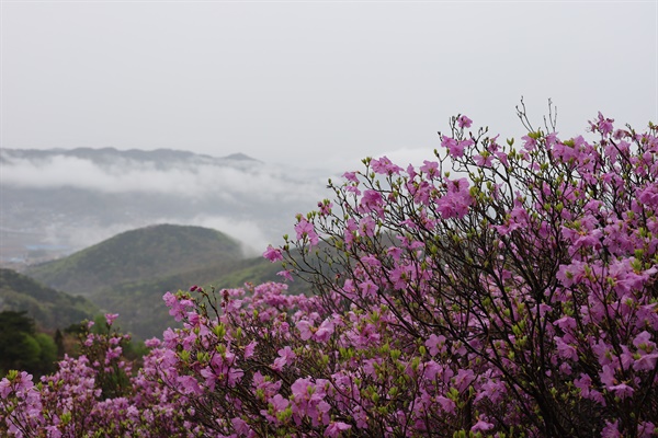  고려산 진달래