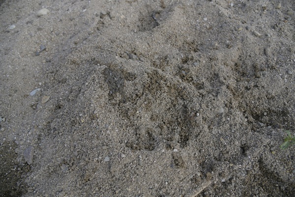 모래톱 가장자리엔 어김없이 수달의 배설물이 보인다. 이곳은 내 영토라는 영역 표시다. 