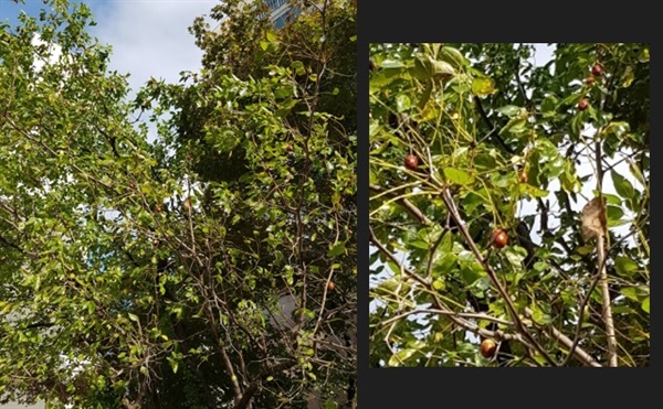 작년(2022년) 가을, 대추나무