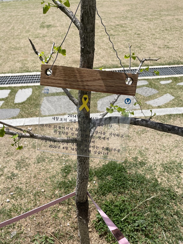 세월호 참사를 추모하면서 서울혁신파크에 2020년 심은 나무. 지금 이 나무는 있지만 팻말은 어디론가 사라져버리고 말았다. 