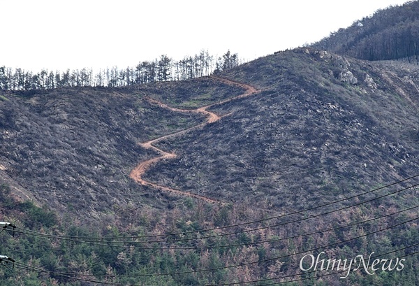 2022년 5월 말에 났던 밀양 산불 피해현장, 현재 벌채 작업이 진행되고 있다.