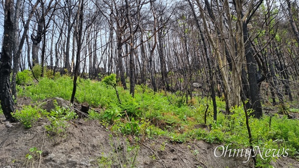2022년 5월 말에 났던 밀양 산불 피해현장, 올 봄에 새로운 나무들이 자라고 있다.