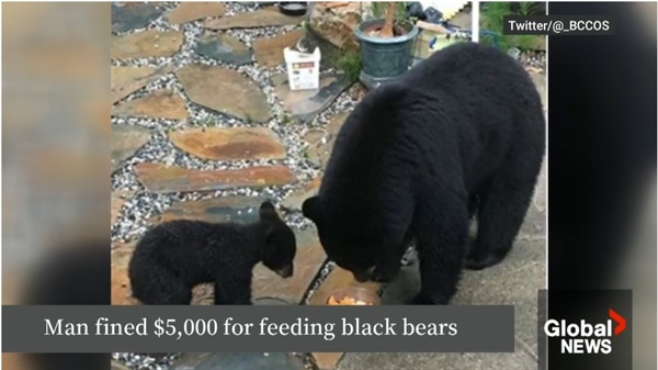 곰에게 먹이를 주는 장면