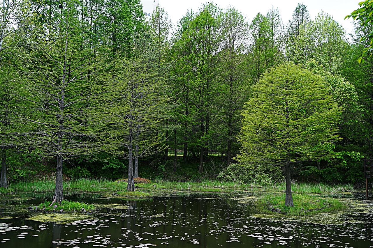 물위의 메타세쿼이아 나무에 연록색 잎이 피고 있다. 가을이면 노랗게 물들어 장관을 연출한다.