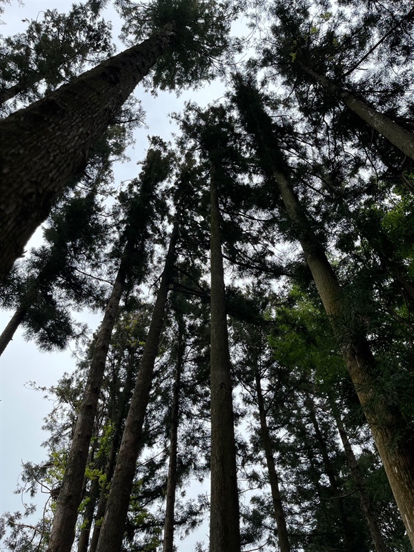 하늘 높이 솟아오른 삼나무 숲길