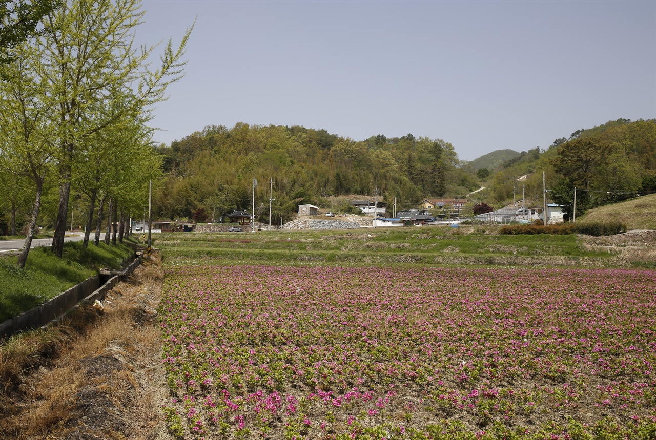  이팝나무와 정자가 어우러지는 평지마을 풍경. 논에서 꽃을 피운 철쭉이 봄을 노래하고 있다.