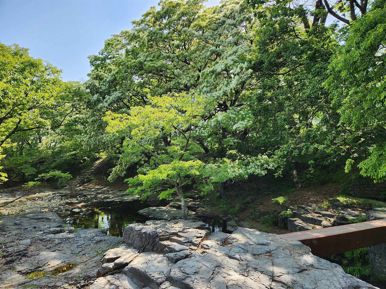  경주 옥산서원 세심대 주변 이팝나무 모습(2023.4..27)
