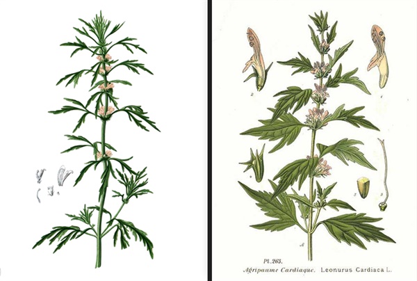 Leonurus japonicus, Francisco Manuel Blanco, 1880~, Flora de Filipinas (좌) / Leonurus cardiaca L., Amedee Masclef, 2001년, Atlas des plantes de France. 1891 (우)