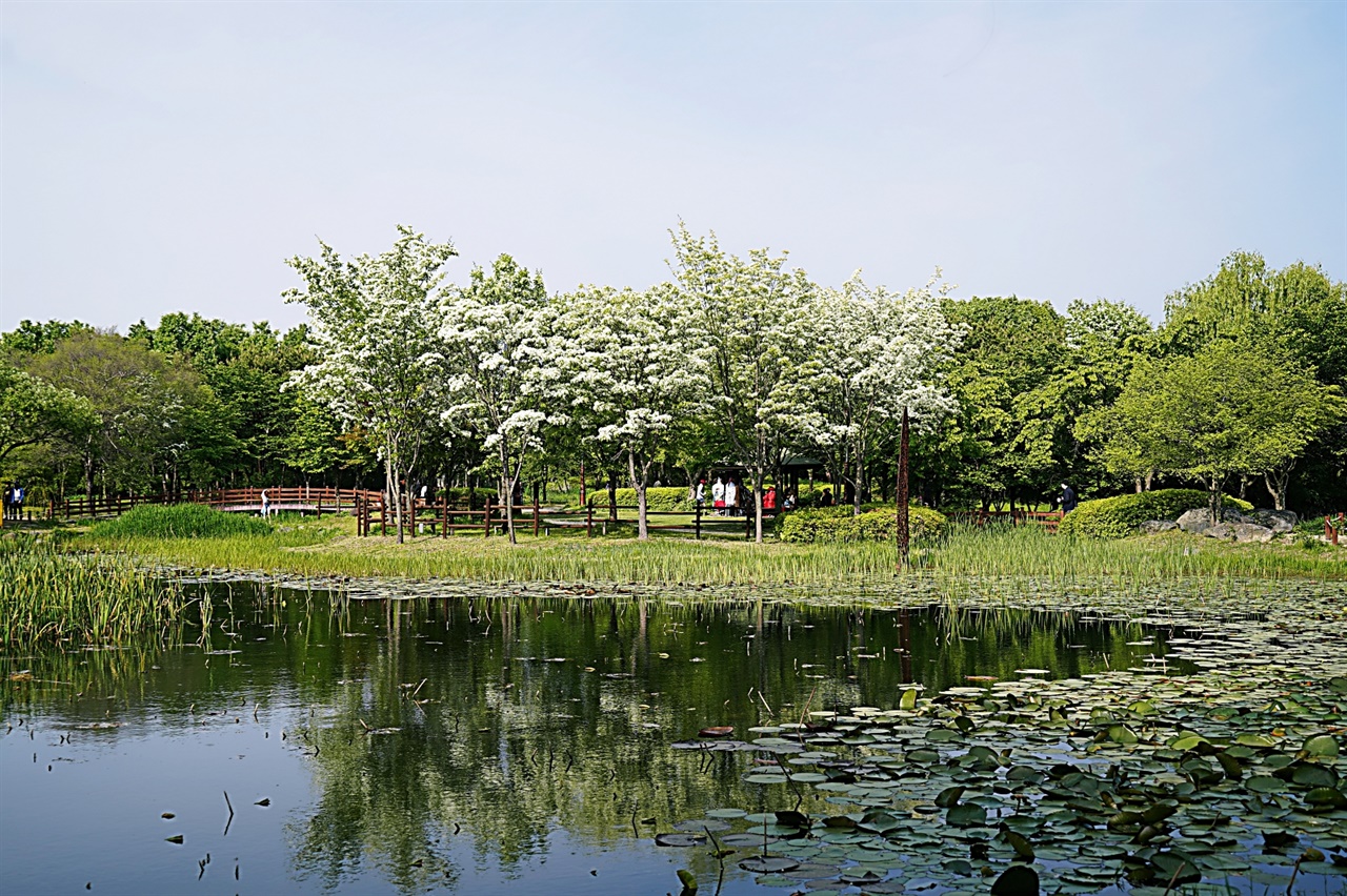 연못과 이팝나무