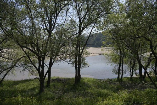 이런 식으로 강의 경관을 이루고 있는 요소이지만 경관을 가로막는다는 이유로 나무들이 벌채의 대상이 되었다. 