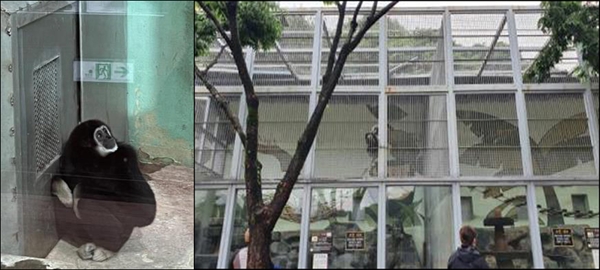대전충남녹색연합은 동물원 레인저팀이 대전지역 동물원 전시동물 사육환경 모니터링한 결과, 모든 곳에서 동물 먹이주기 체험과 만지기 체험, 악어쇼가 여전히 진행 중인 것으로 나타났다.  사진은 대전오월드 원숭이 전시장.