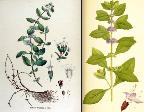 Flora Batava, 얀 콥스, 1877년 (좌) / Nordens Flora, 린드만, 1917년~