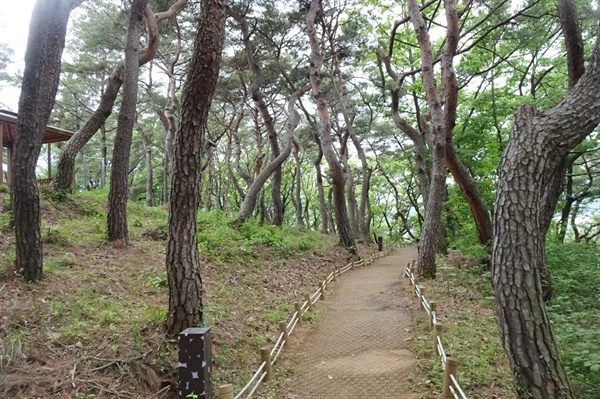 밀양읍성을 따라 이어지는 울창한 소나무숲 공원