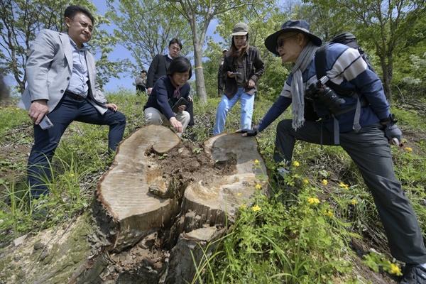 수령이 최소 80년 이상된 잘려진 왕버들 나무 앞에서 김종원 전 교수가 왕버들에 대해서 설명하고 있다.  