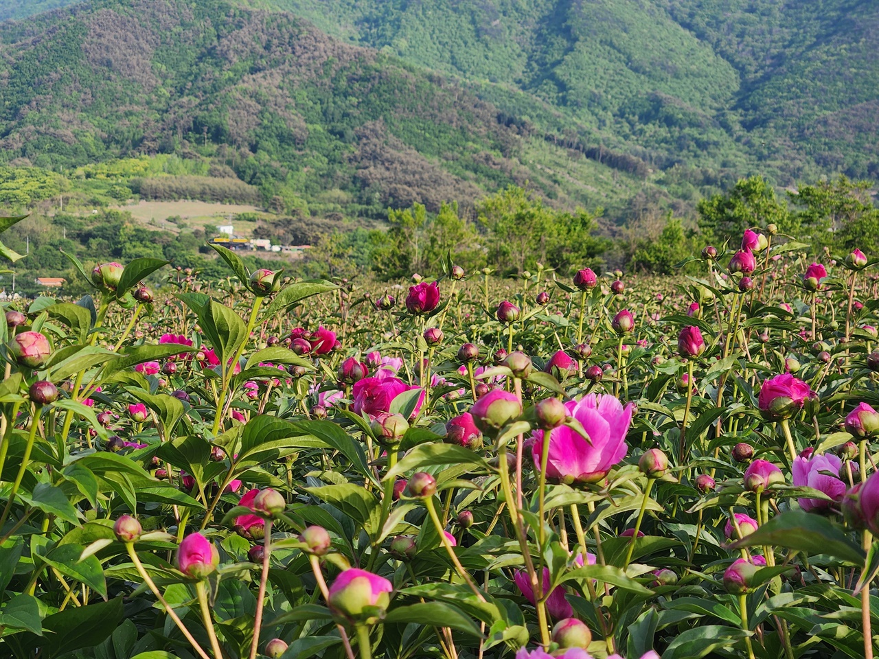 영천시 화북면 정각리 890일원에서 찍은 작약꽃밭 모습(2023.5.8)