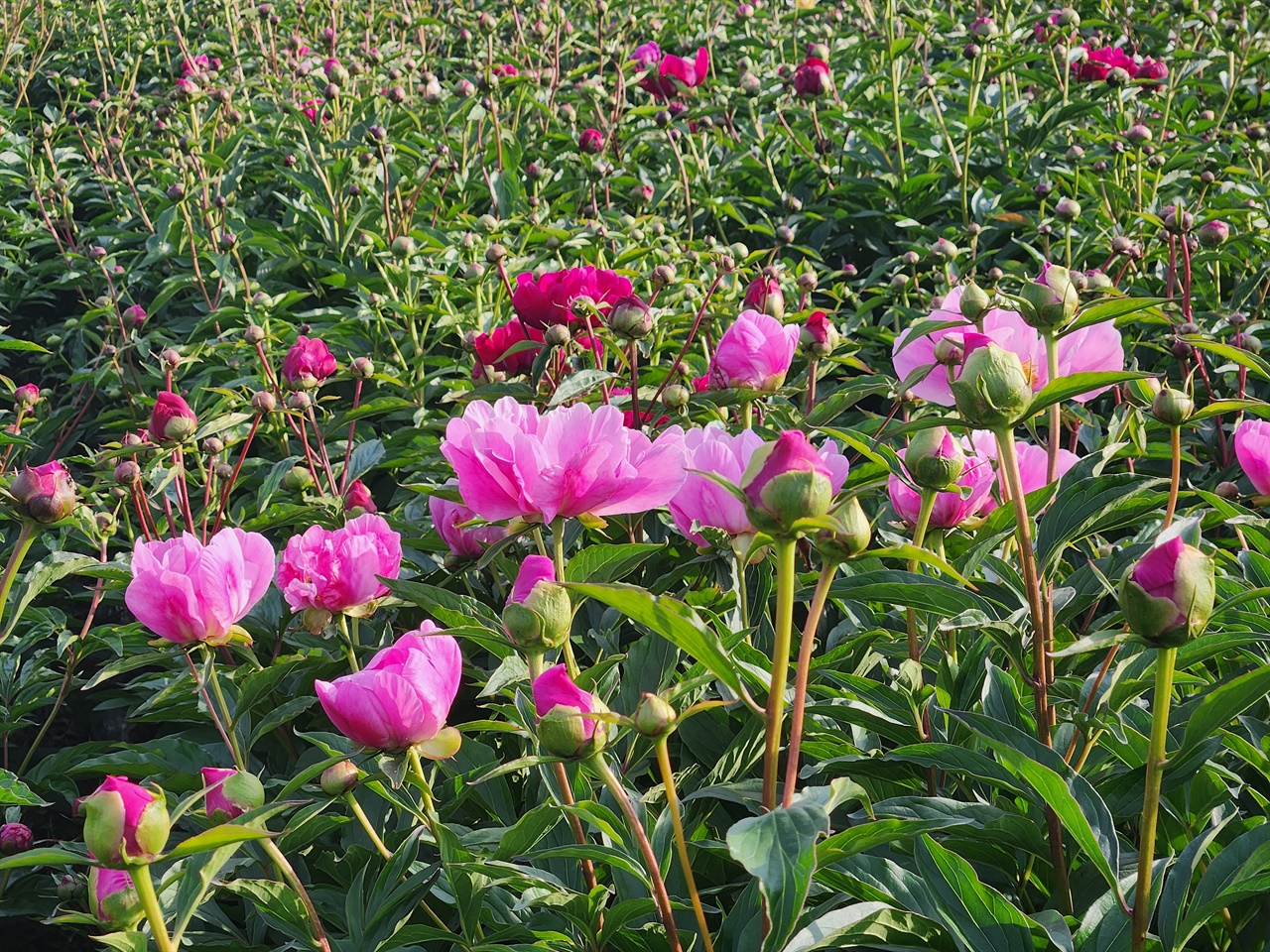 이제 막 꽃망울을 터트리고 있는 영천시 화북면 작약꽃밭 모습(2023.5.8)