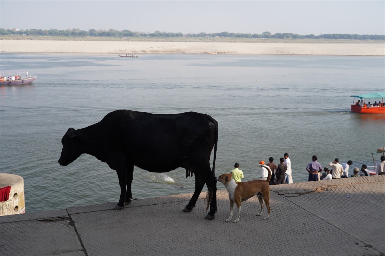 바라나시 강가를 걷는 소와 개