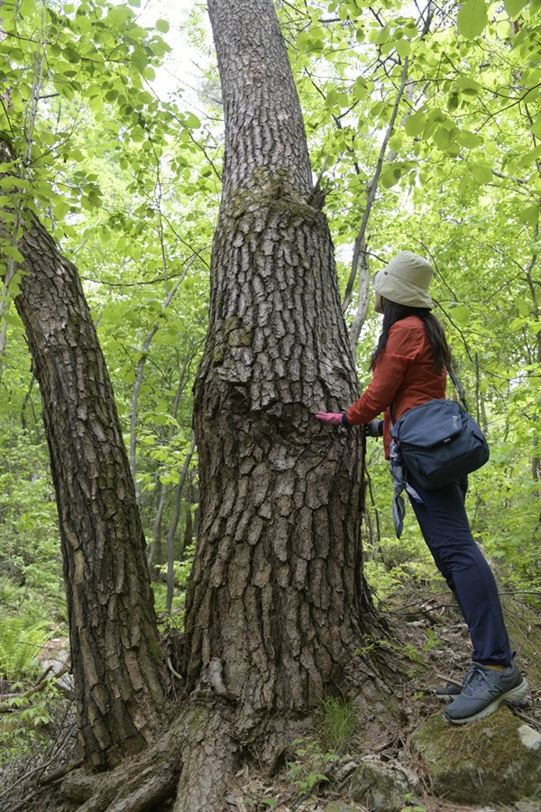 수령 100년은 넘어 보이는 거대한 소나무와 교감하고 있는 한 참가자. 