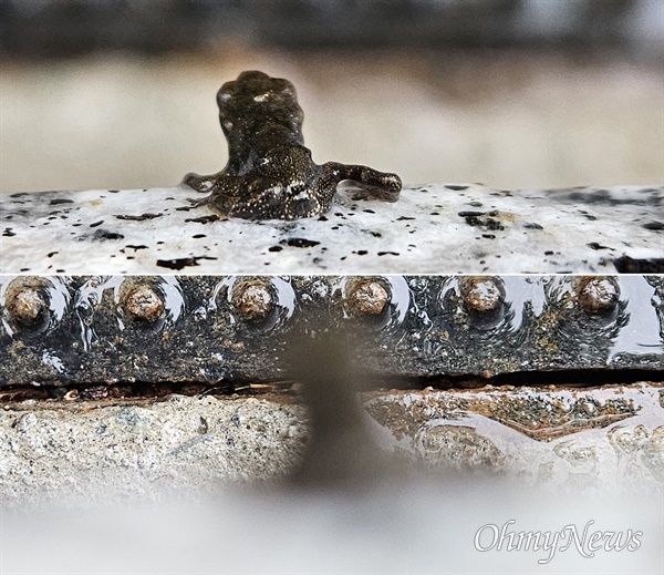 봄비가 내린 지난 5월 13일 2차 대이동에 나선 부산시 연제구 온천천 아기두꺼비들. 차도로 향하는 경계석 앞에 서 있는 모습을 두꺼비의 입장에서 담았다.