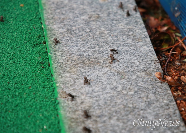 봄비가 내린 지난 5월 13일 2차 대이동에 나선 부산시 연제구 온천천 아기두꺼비들