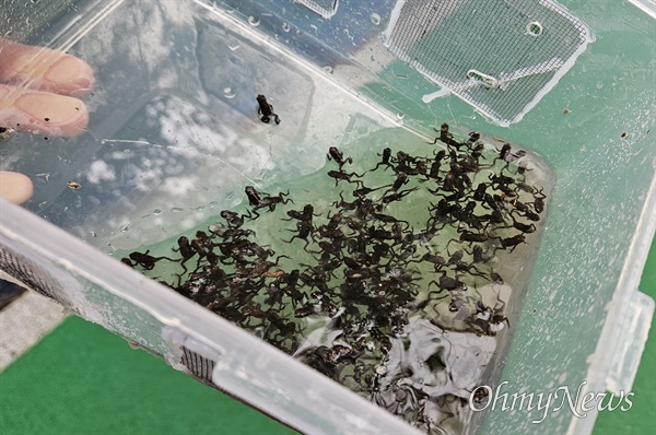 봄비가 내린 지난 5월 13일 2차 대이동에 나선 부산시 연제구 온천천 아기두꺼비들. 환경단체 활동가들이 10여분간 붓으로 구조통으로 옮긴 두꺼비의 숫자다.