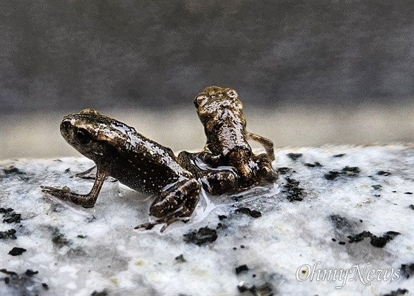 봄비가 내린 지난 5월 13일 2차 대이동에 나선 부산시 연제구 온천천 아기두꺼비들