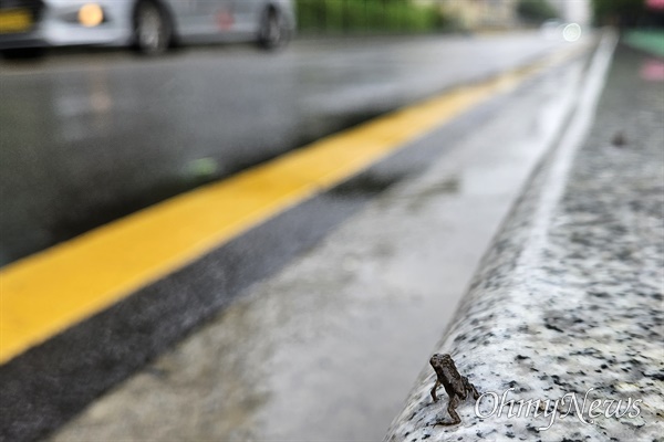 봄비가 내린 지난 5월 13일 2차 대이동에 나선 부산 온천천 아기두꺼비들이 도로를 건너기 위해 안간힘을 다하고 있다.