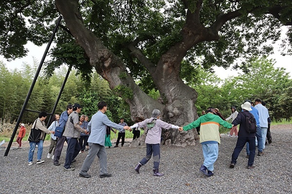 행사가 끝나고 행사에 참석한 분들이 손에 손을맞잡고 600년된 하제마을  팽나무 둘레를 돌고있다. 