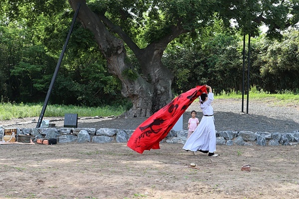  장순향 (전) 한양대 무용과 교수가 잘릴 위기에 처한 하제마을 팽나무 앞에서 상생평화 해원 춤을 추고 있다. 