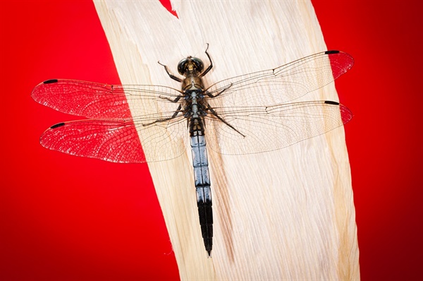 White-tailed skimmer