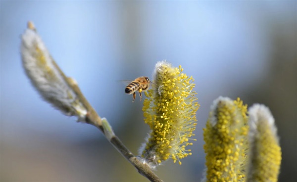 지난 8일 양봉협회에 따르면 올해 들어 전국적으로 약 50%의 꿀벌이 사라진 것으로 보고 있다. 