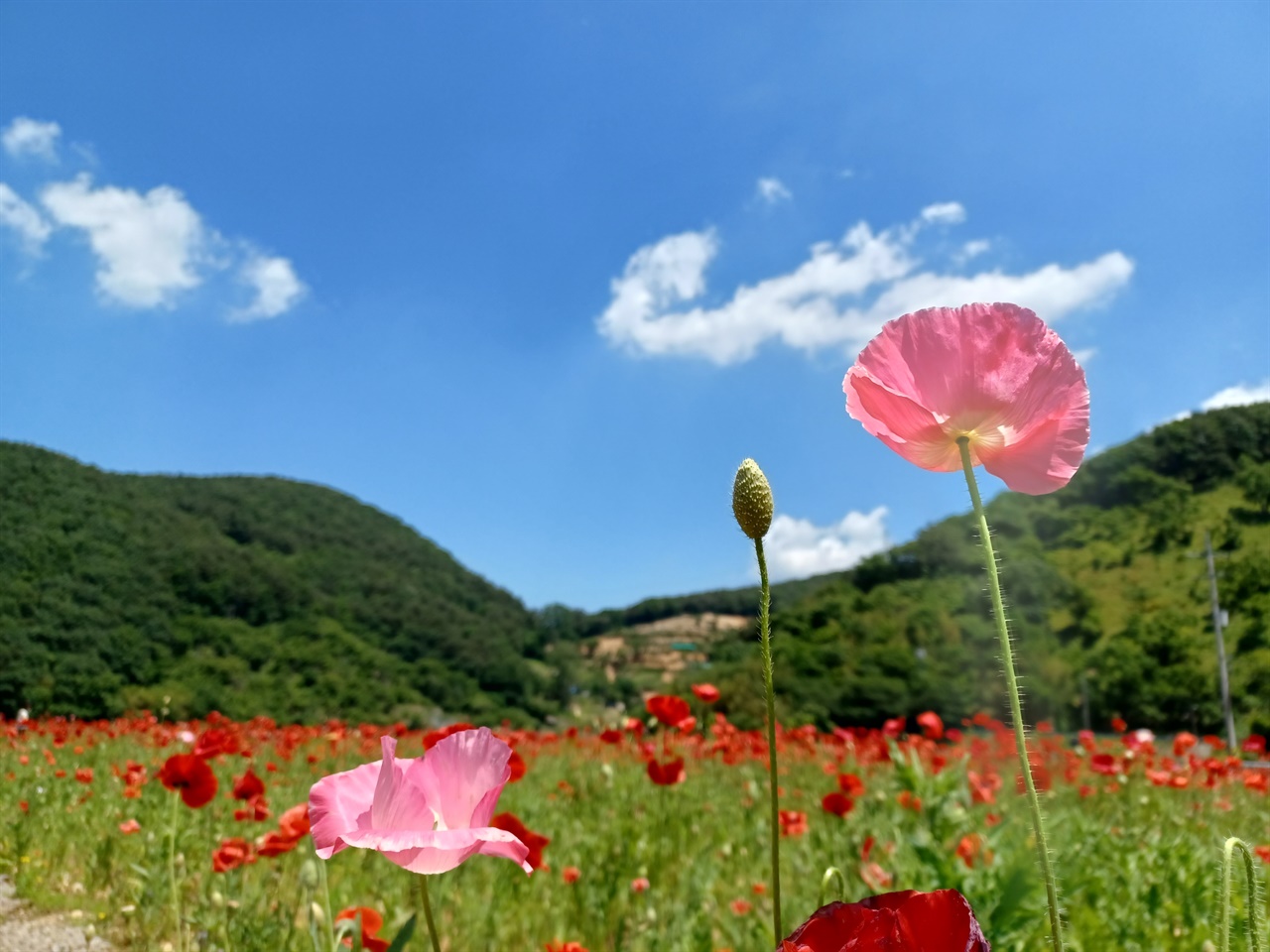 경남 고성 월곡마을 꽃양귀비 꽃밭