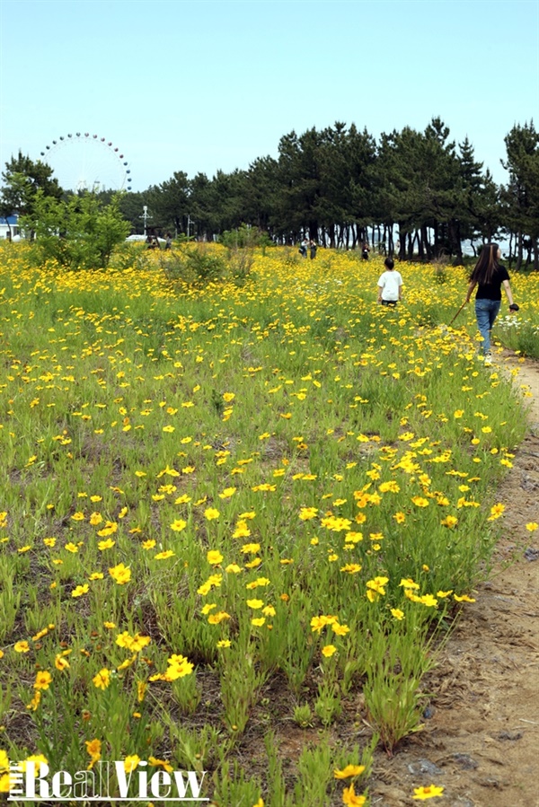외옹치해변의 바다향기로를 걸은 후 속초해변으로 향하는 길에서 만난 야생화 꽃은 새로운 포토존이 되고 있다