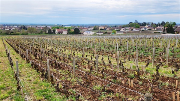 부르고뉴 지역의 와인 루트변에 펼쳐진 포도밭