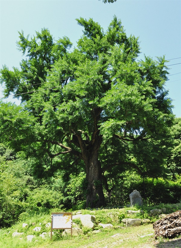 대흥사 입구에 있는 말하는은행나무. 나무앞에 수령 950 년이라고 적힌 
표지석이 서있었다.