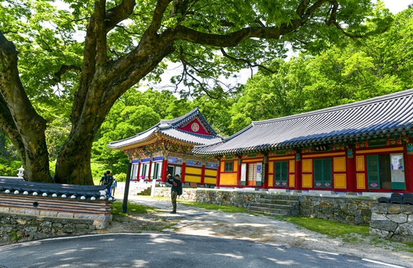  사찰 주변의 트레킹 코스를 돌고 들른 절 마당의 오래된 나무 아래서 쉬며 물도 마시고 유서 깊은 절의 이야기를 들여다보는 산행꾼들의 힘찬 움직임이 즐겁다