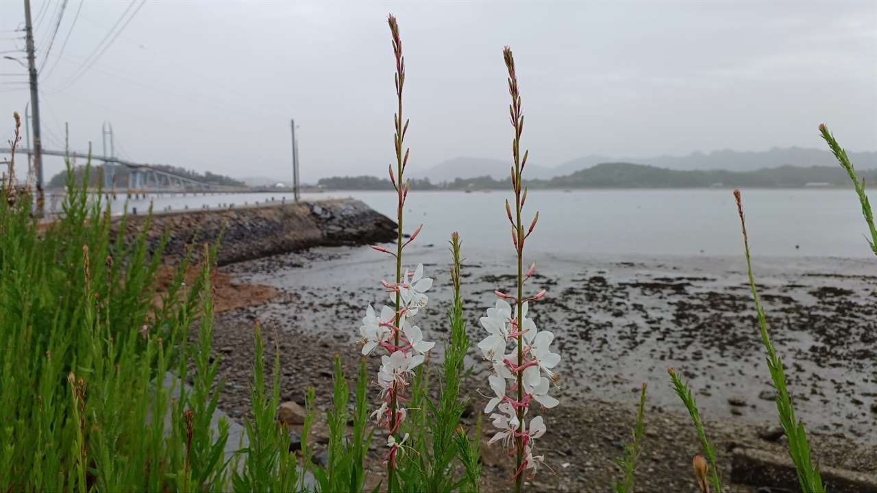 나비바늘꽃 꽃잎은 나비를, 열매는 바늘을 닮았다고 한다. 학명은 가우라다.