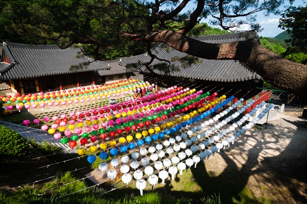 학림사. 연등과 고목, 전각이 어우러진 학림사 경내.