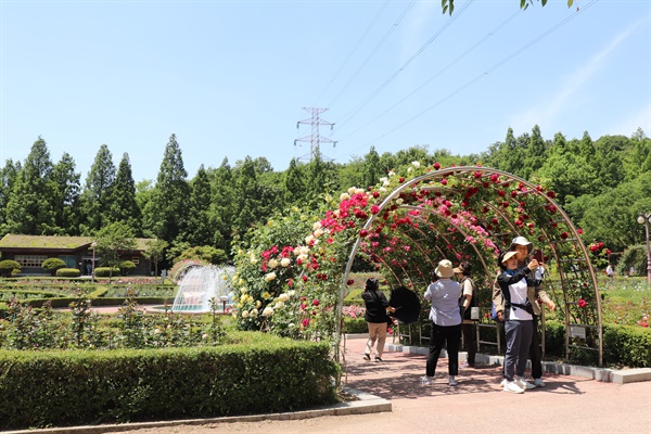 인천대공원 장미원을 찾은 시민들이 장미를 배경으로 다양한 인증샷을 찍고 있다.