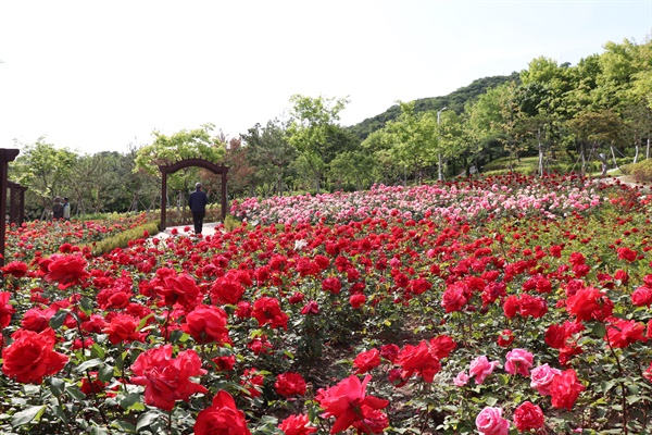 연수 장미근린공원. 다양한 장미들이 펼쳐져 환상적인 꽃정원을 연출하고 있다.