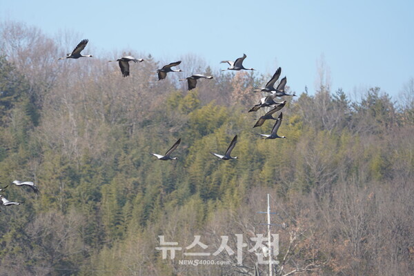 천연기념물인 재두루미가 지난 겨울 광포만을 찾아왔다. (사진=뉴스사천 DB)