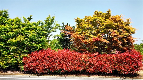 활엽수 정원은 밝고 경쾌한 것이 특징이다