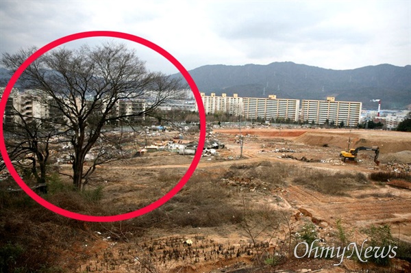 창원 가음정공원에 있는 보호수인 푸조나무(큰나무)와 지금은 베어나간 감나무(작은나무). 사진은 도시화가 되기 이전의 모습.