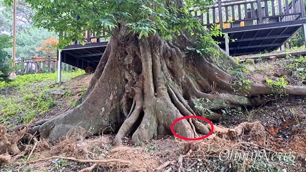 창원시 성산구청은 가음정공원에 있는 보호수인 푸조나무 쪽 언덕에 정비공사를 벌이고 있다. 뿌리에 상처가 나 있다(원안).
