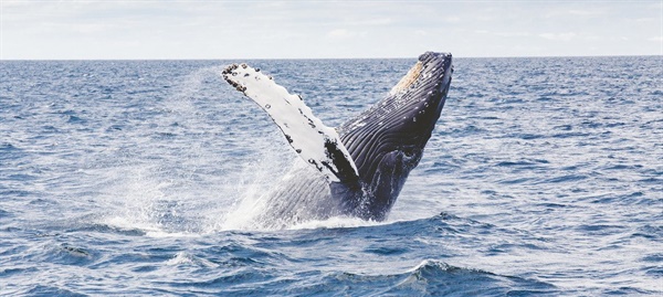 해양생물학자들은 고래가 상당한 양의 탄소를 흡수한다는 것을 발견했다. 출처: Unsplash/Thomas Kelly, UN News
