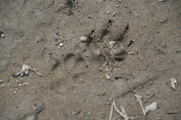 파크골프장 조성 부지에서 발견된 야생동물 발자국. 삵과 너구리로 보이는 이들 야생동물들이 달성습지와 이곳을 오가며 살고 있다. 