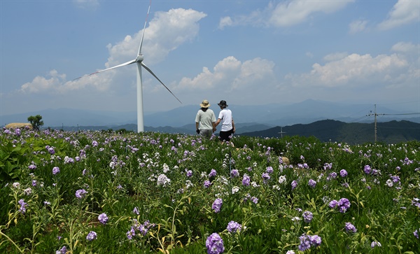  거창군 남상면 감악산 별바람언덕의 스토크 꽃