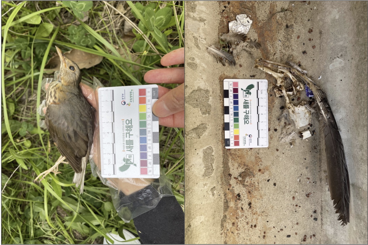 투명방음벽 충돌로 사망한 되지빠귀(왼쪽)와 트랜치 홀에서 발견한 새의 사체(오른쪽)