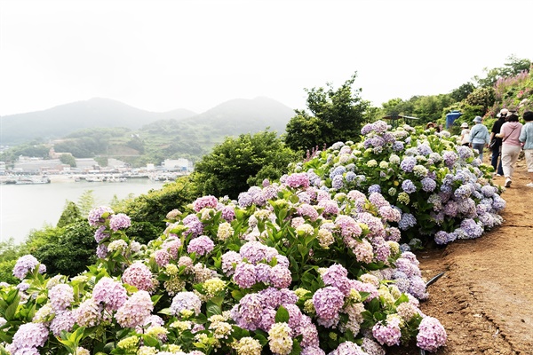 꽃섬 수국 정원